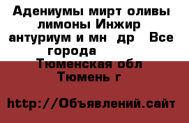 Адениумы,мирт,оливы,лимоны,Инжир, антуриум и мн .др - Все города  »    . Тюменская обл.,Тюмень г.